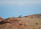Steppebuizerd (Steppe buzzard)(buteo buteo vulpinus) - Bayanzag 19-08-2016 (1)